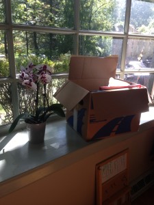 Moving boxes on sunny windowsill next to plant.